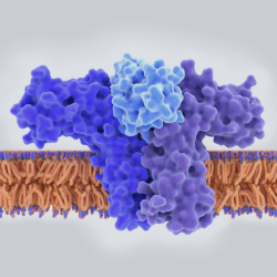 Synthetic Peptide Purification Using Preparative LC-MS