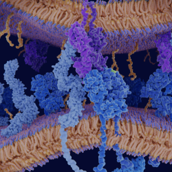 Case Study: How Gilson is Helping Biotechs Scale-Up Peptide Purification for Drug Discovery